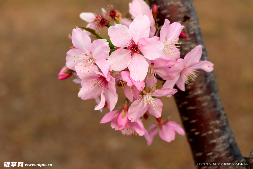 樱花
