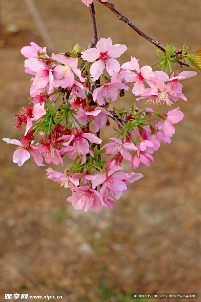 樱花