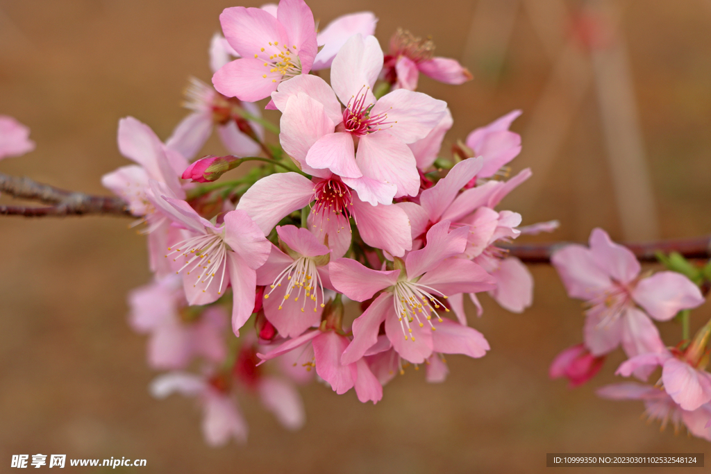 樱花