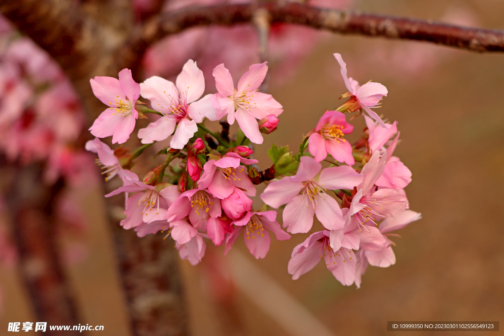 樱花