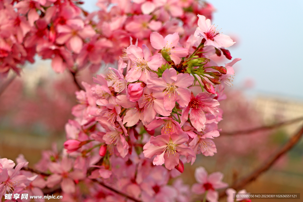 樱花