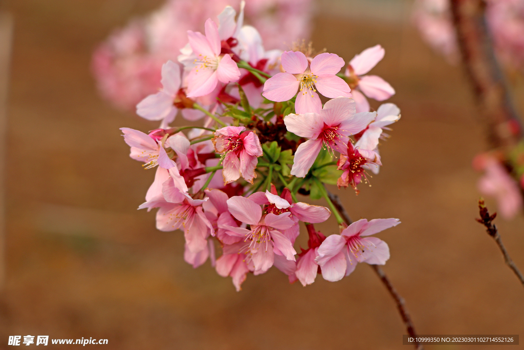 樱花
