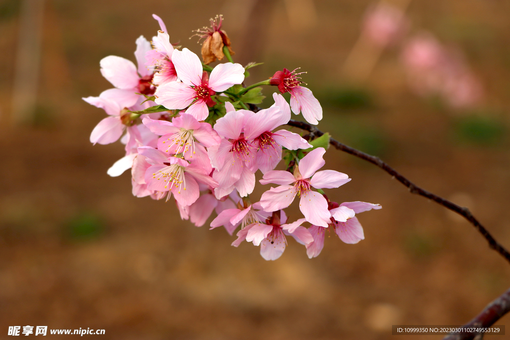 樱花