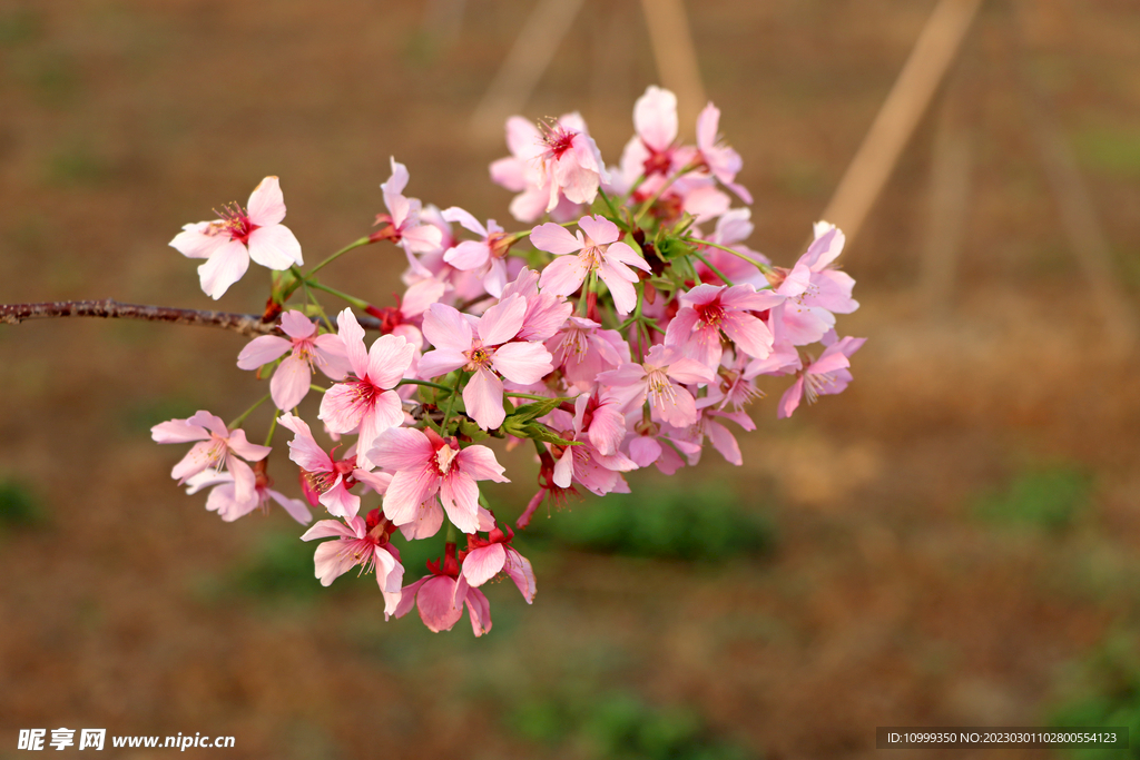 樱花