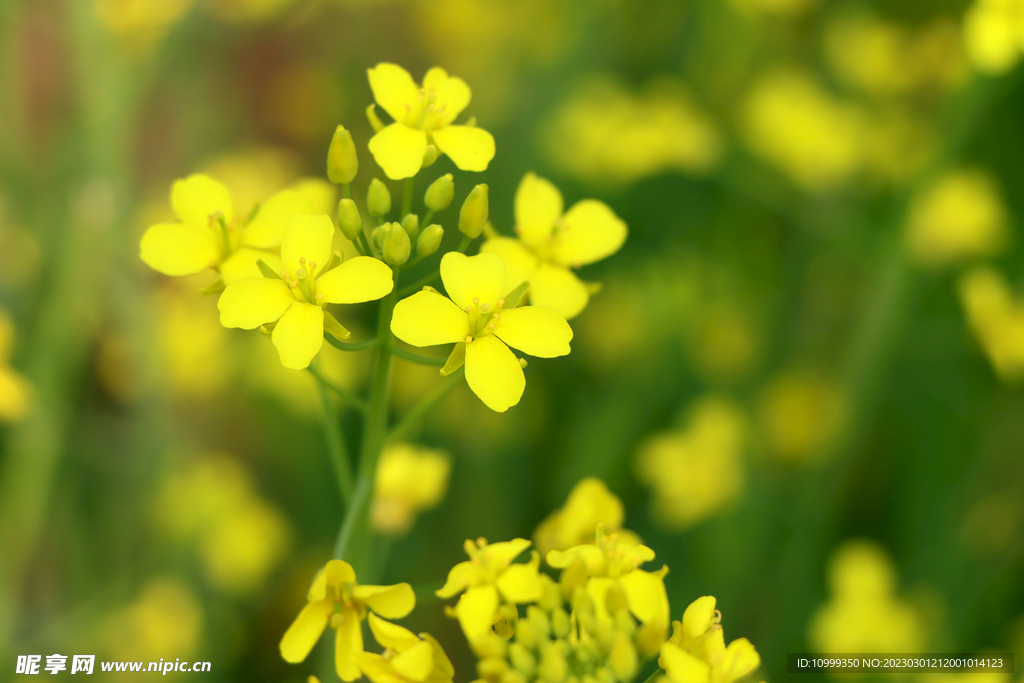 油菜花