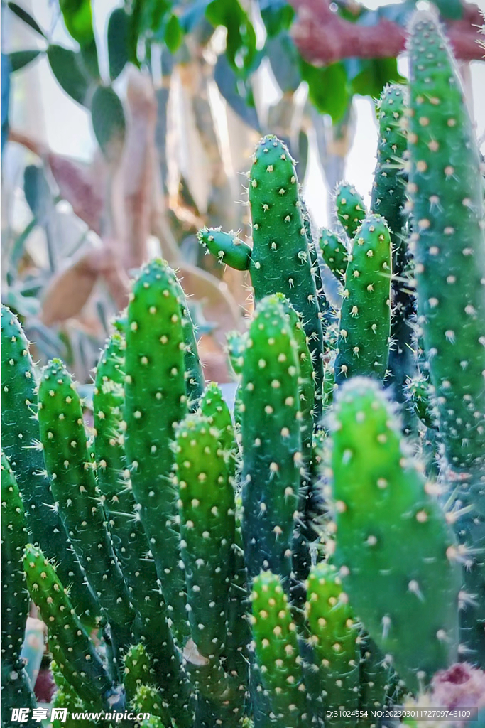 自然风景仙人掌图片摄影