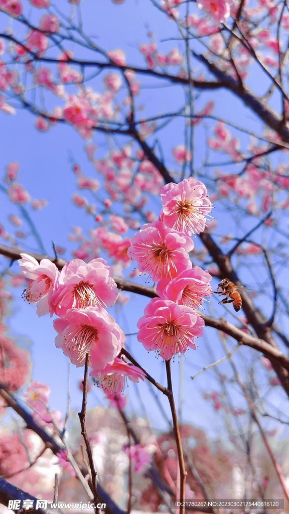 蓝天蜜蜂 