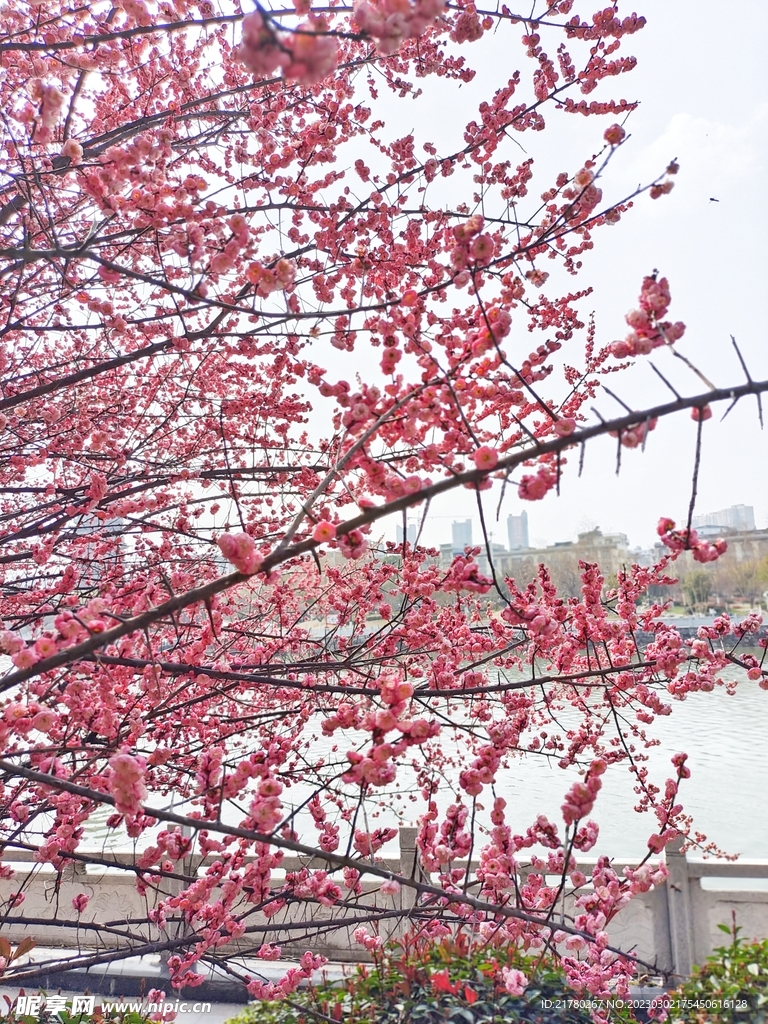 梅花树