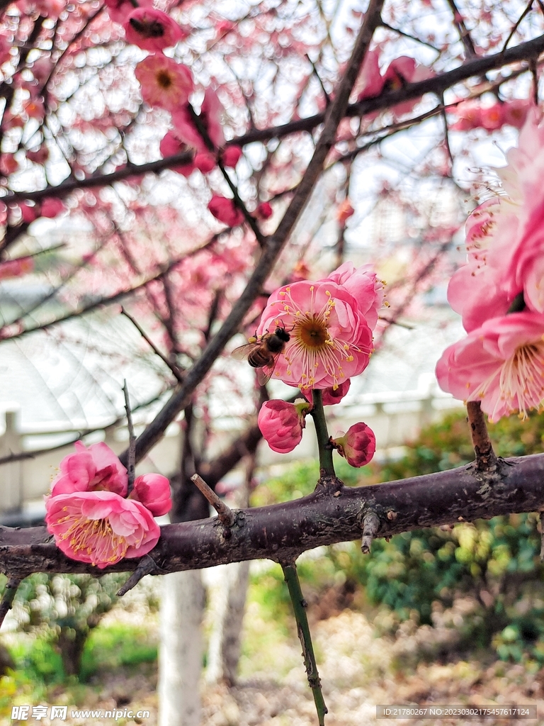 梅花蜜蜂
