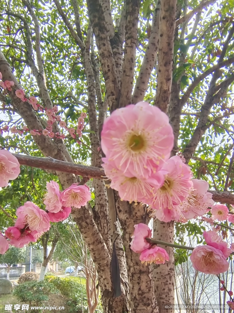 樱花