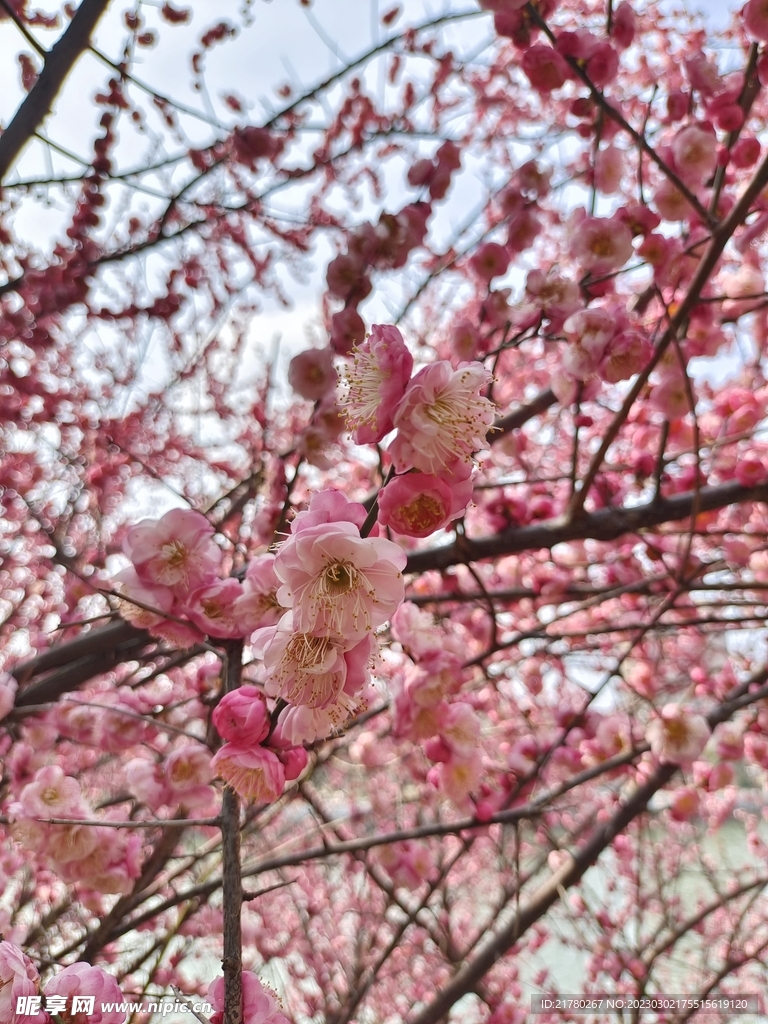 花开春天