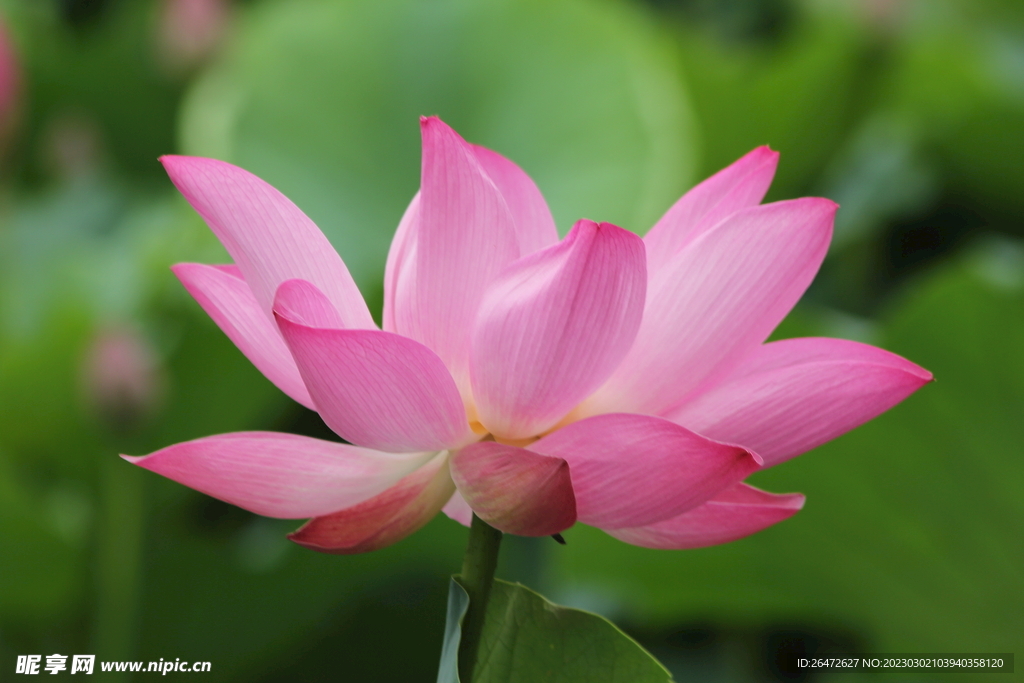 花瓣特写