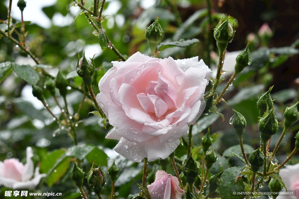 花