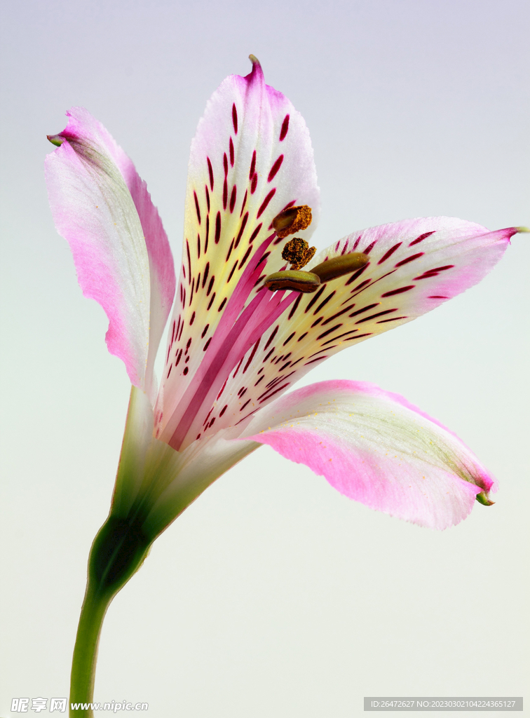花朵特写