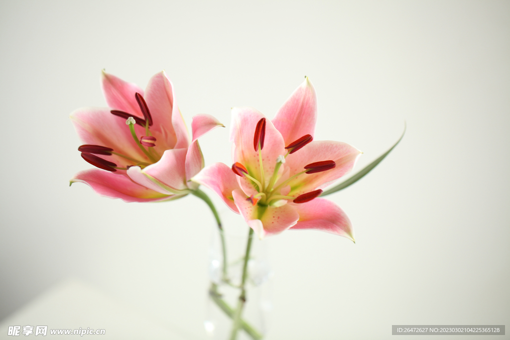 花朵特写