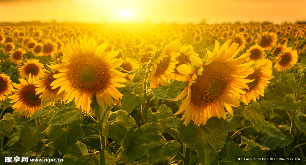 向日葵特写素材