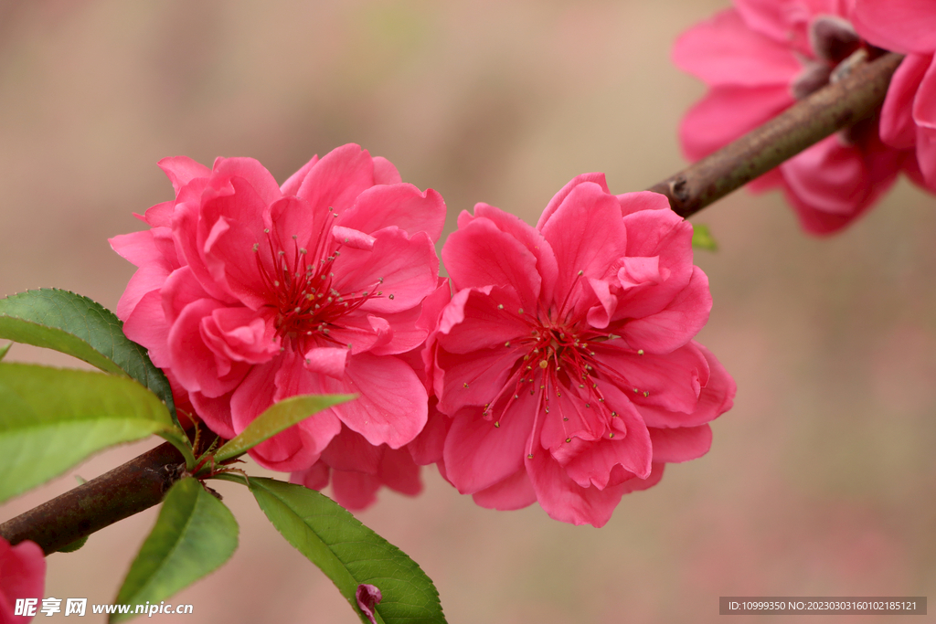 桃花