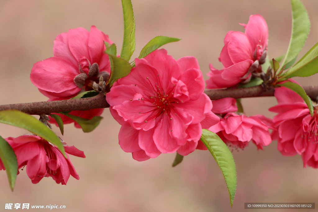 桃花