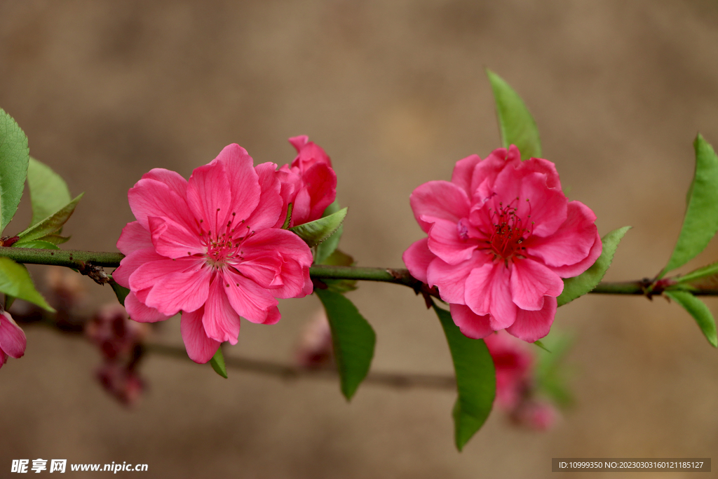 桃花