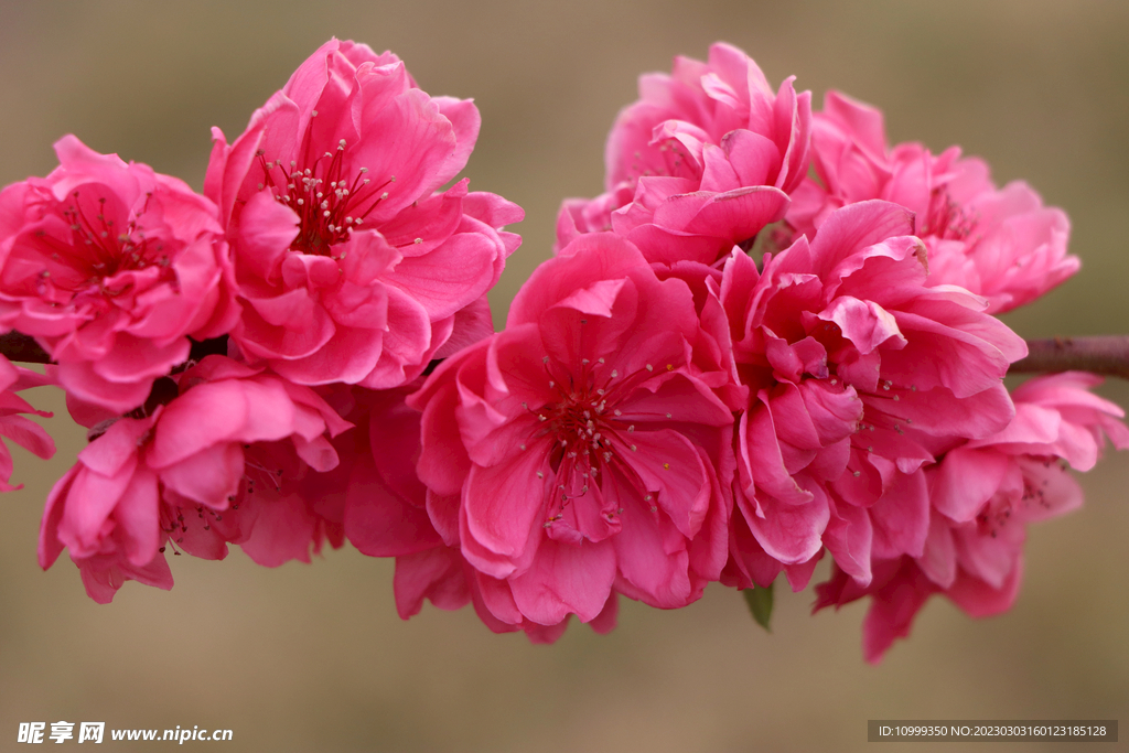 桃花