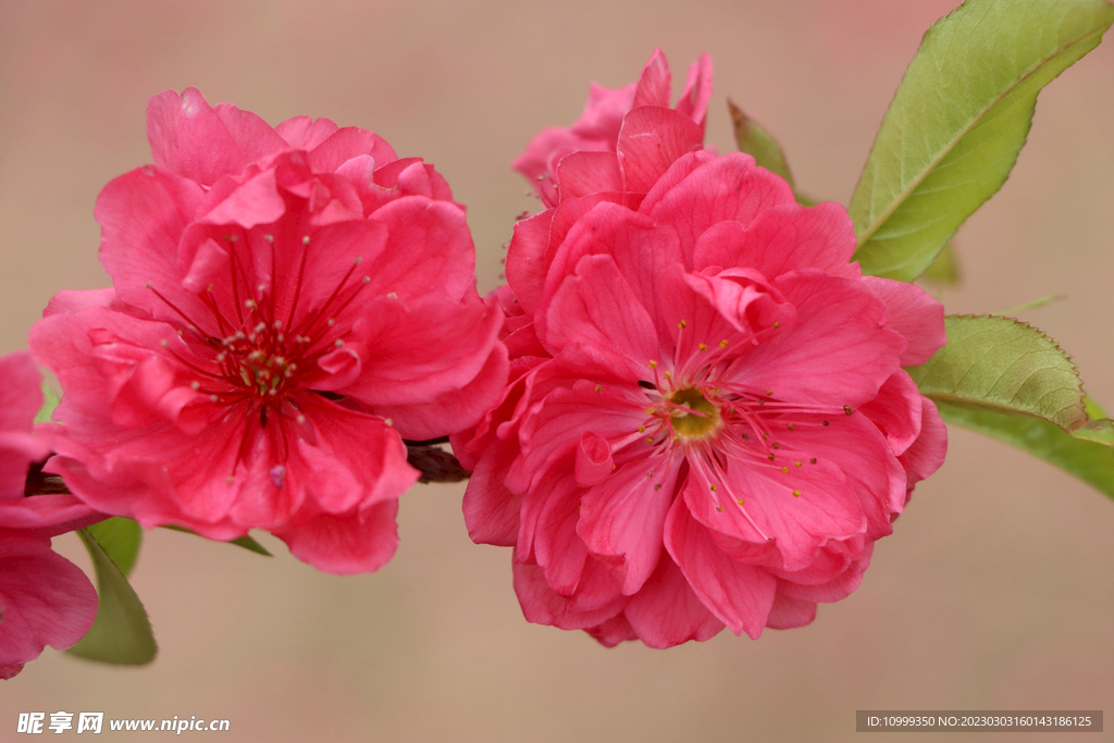 桃花