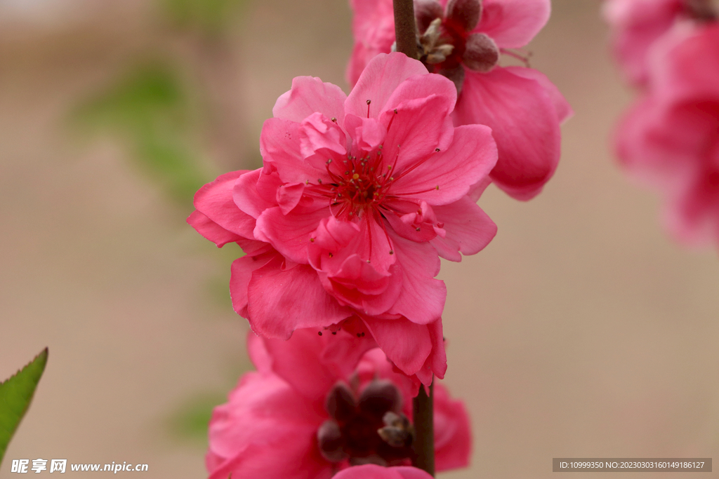 桃花