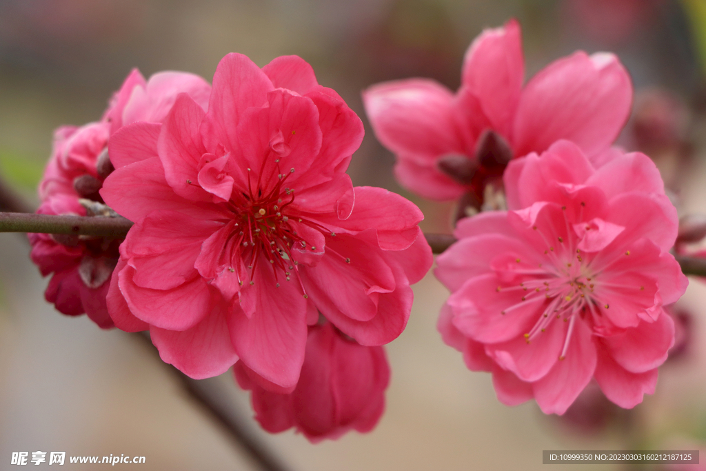 桃花