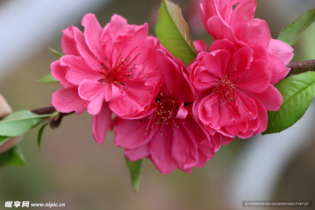 桃花
