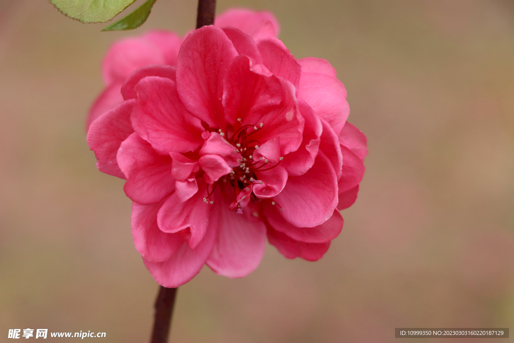 桃花