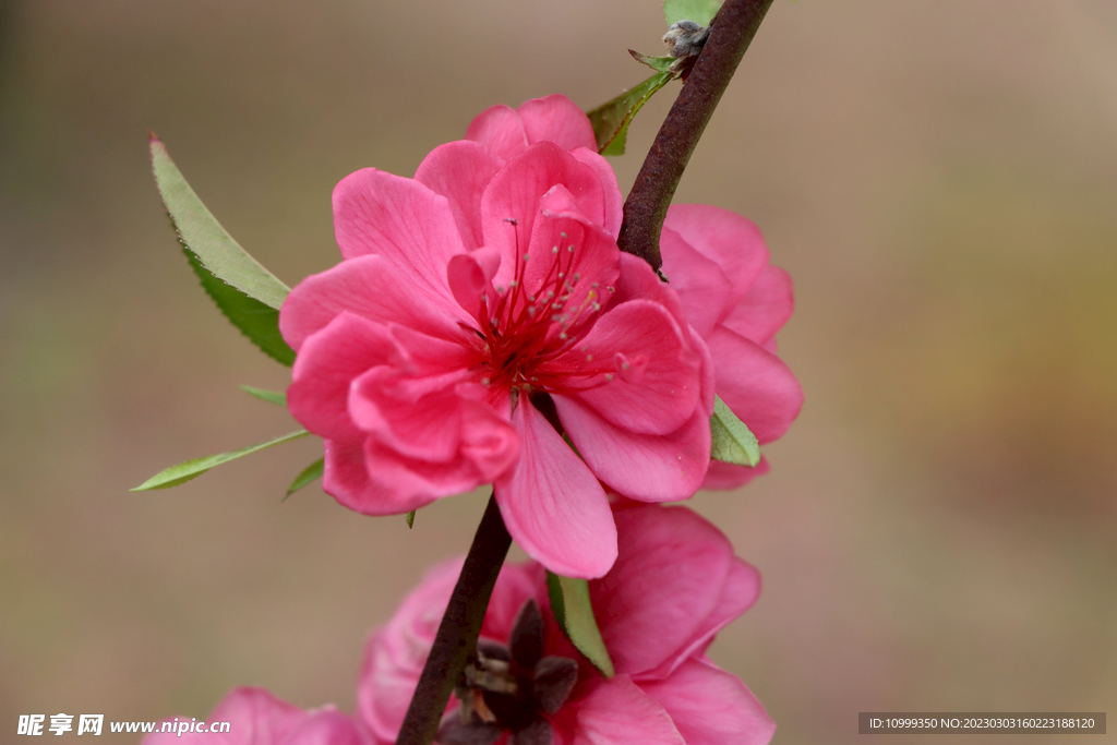 桃花
