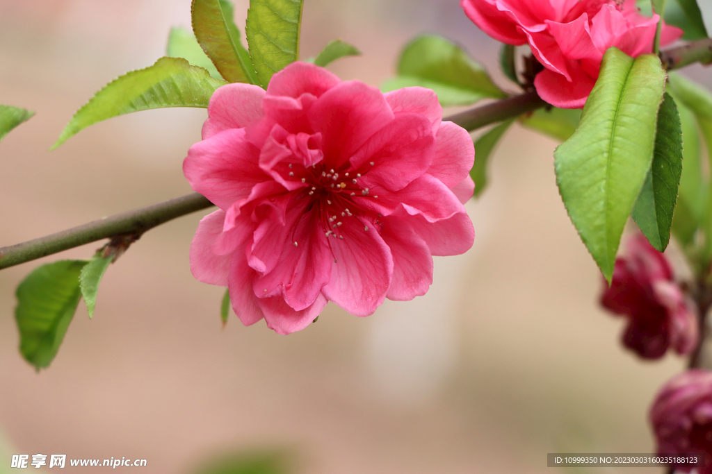 桃花