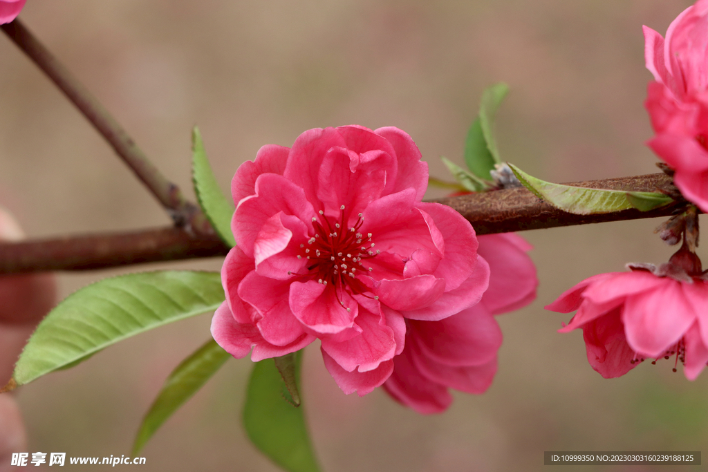 桃花