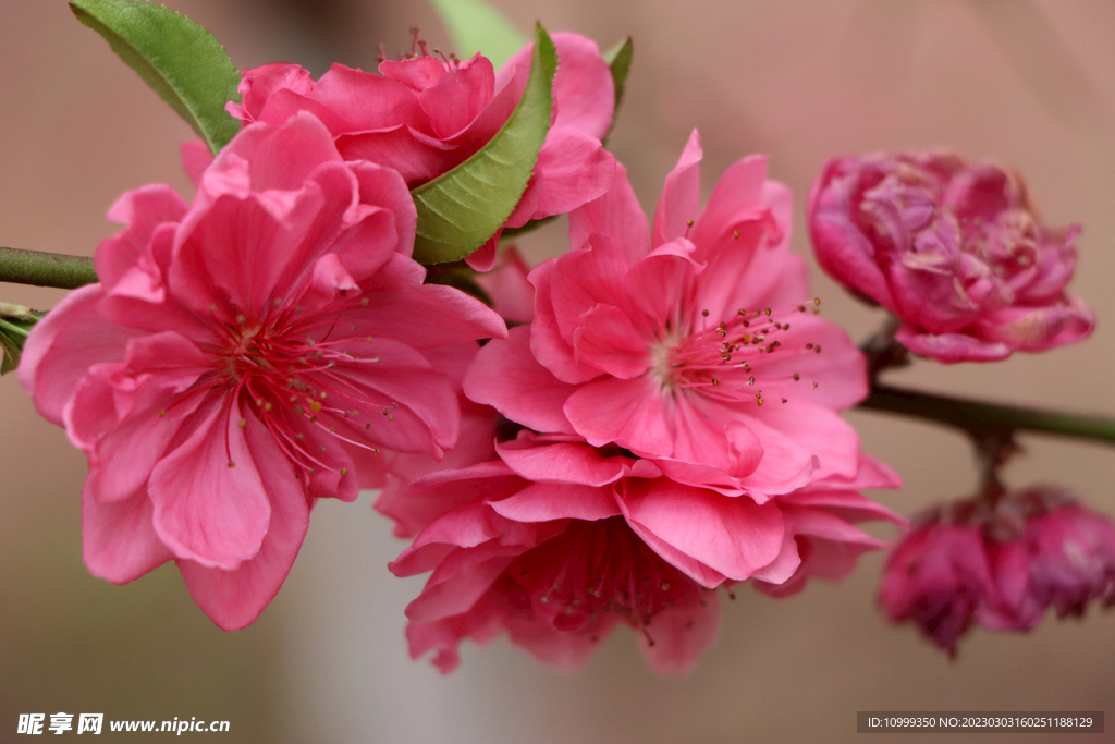 桃花