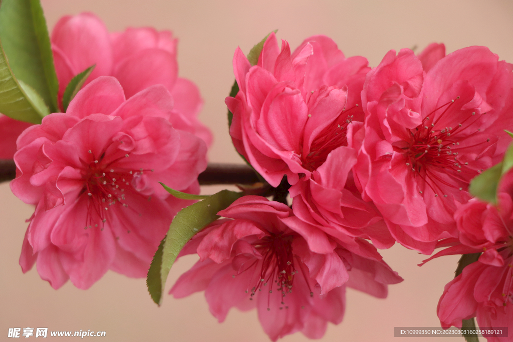 桃花