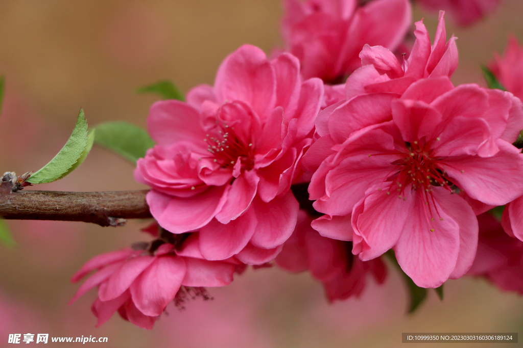桃花