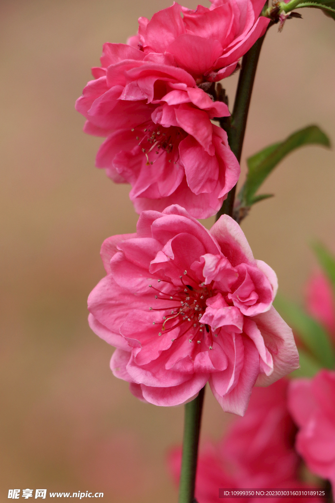 桃花