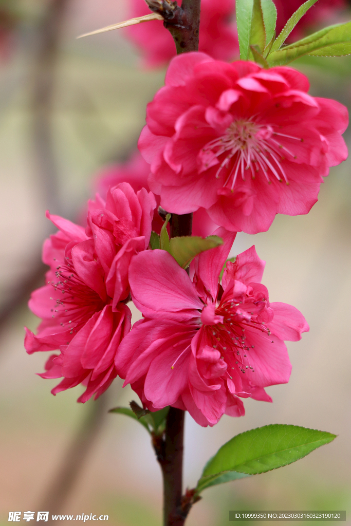 桃花