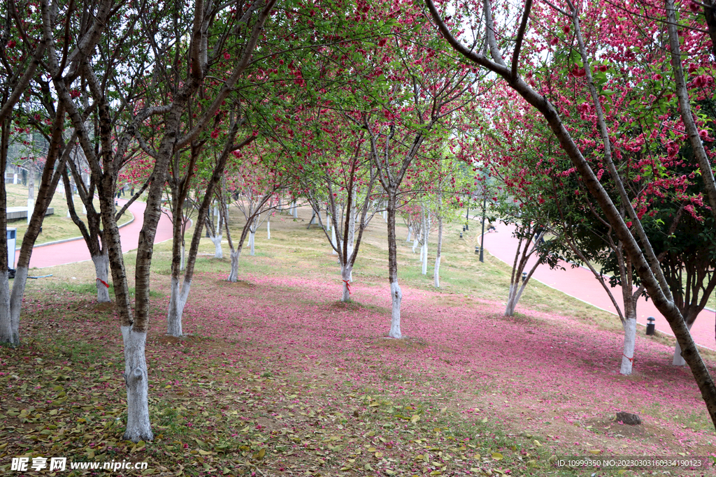 桃花