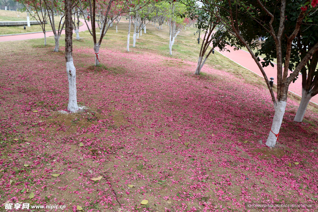 桃花