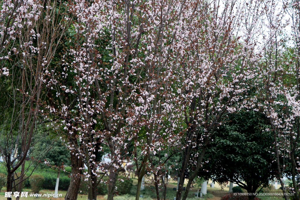 梅花树