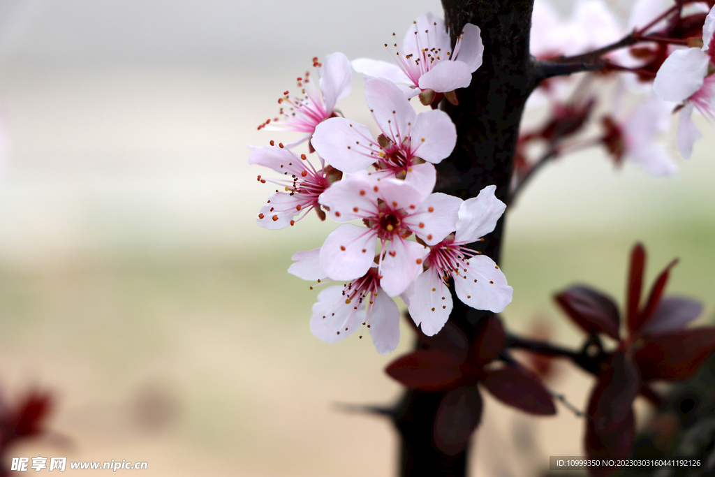 梅花