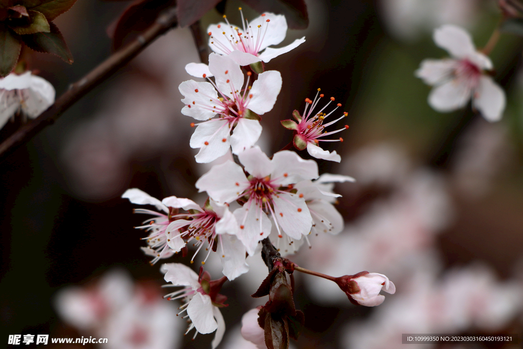 梅花