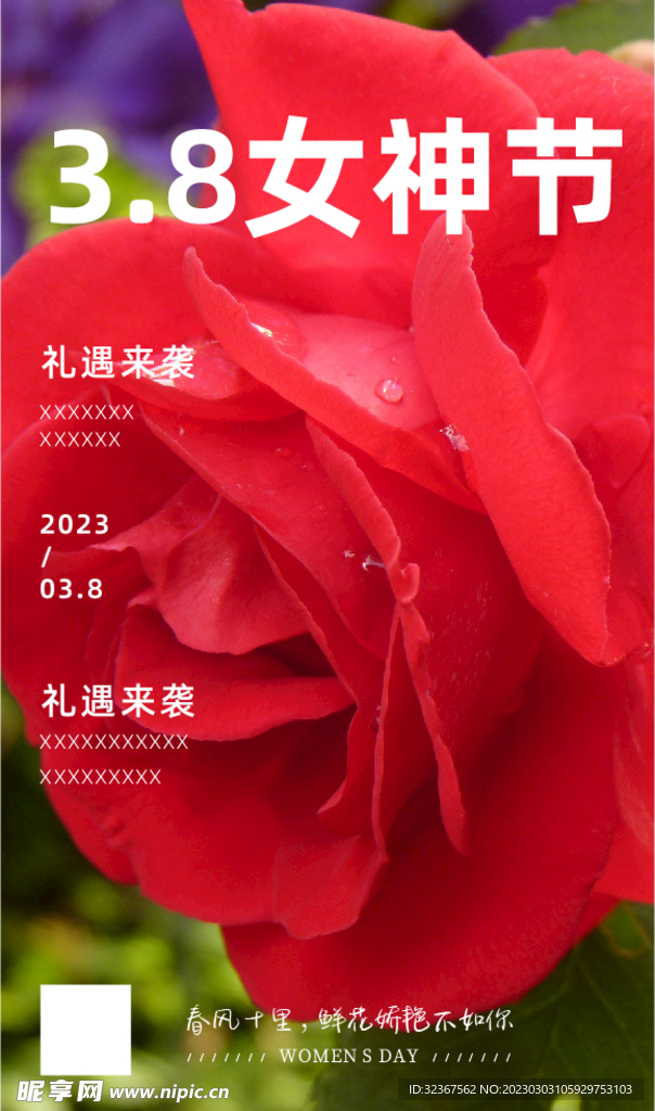玫瑰花