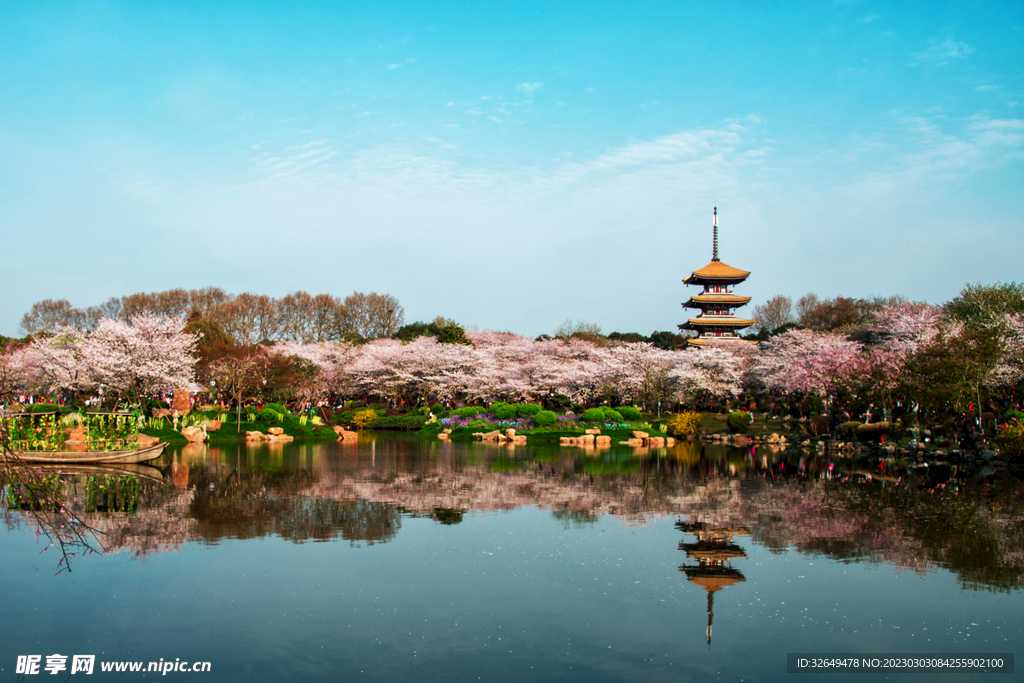 武汉东湖樱花景色