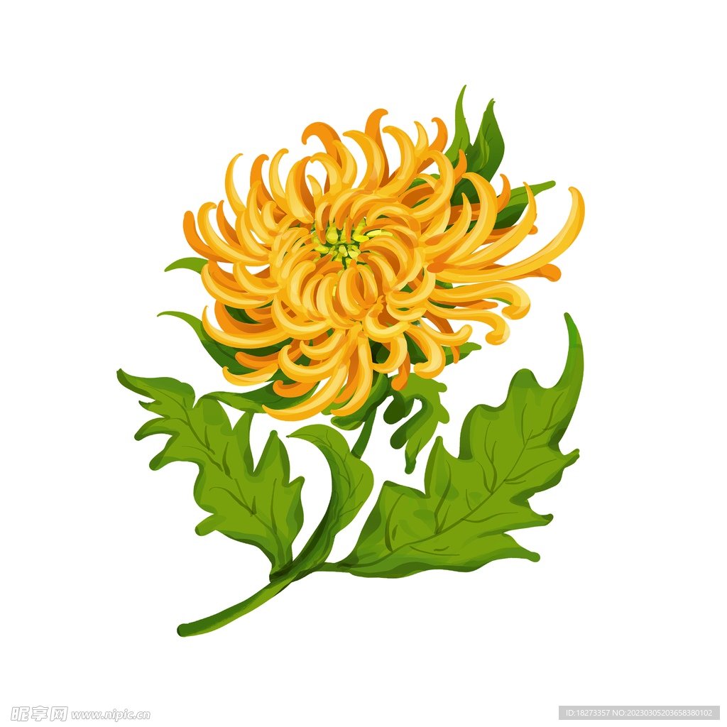 菊花