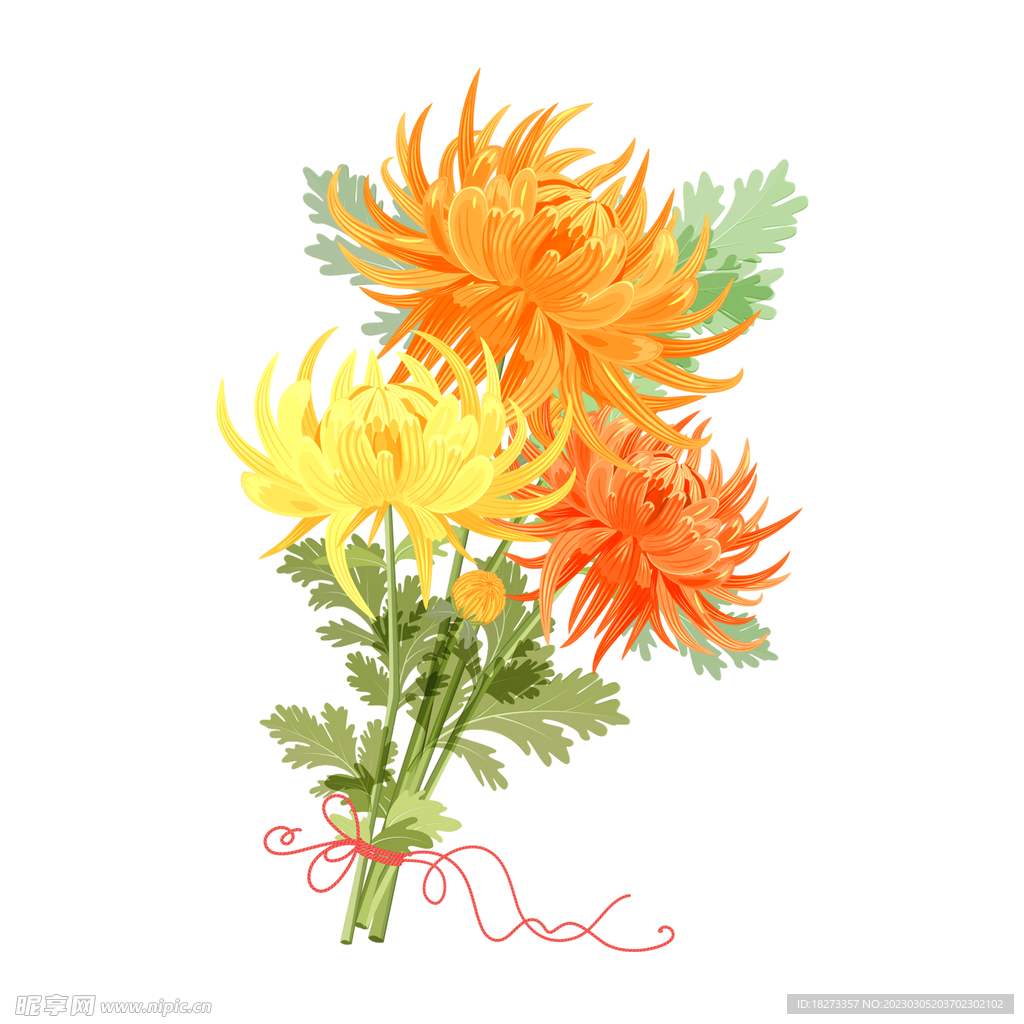 菊花