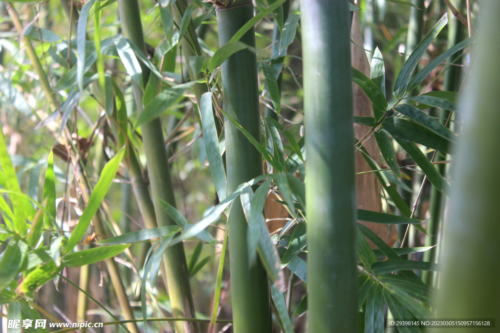 竹子竹林