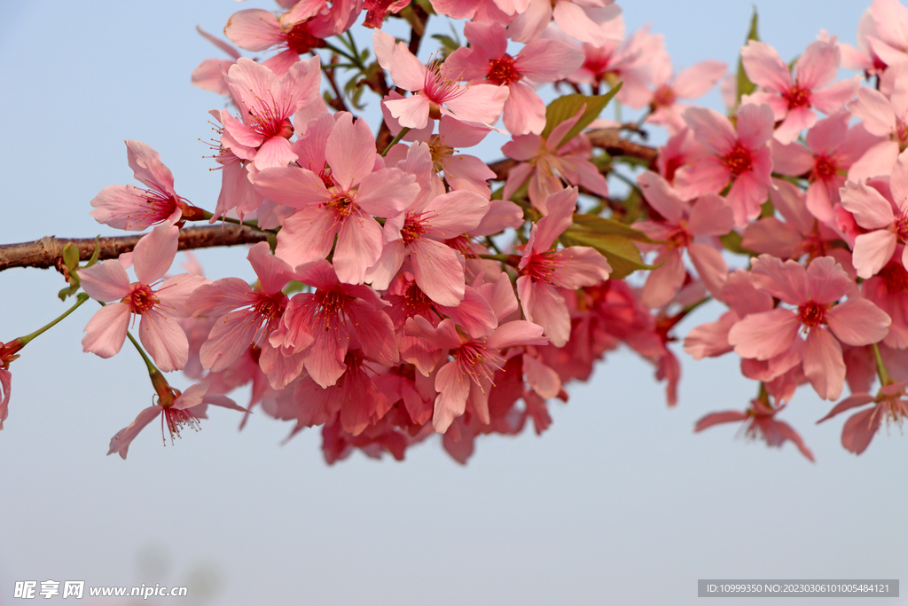 樱花
