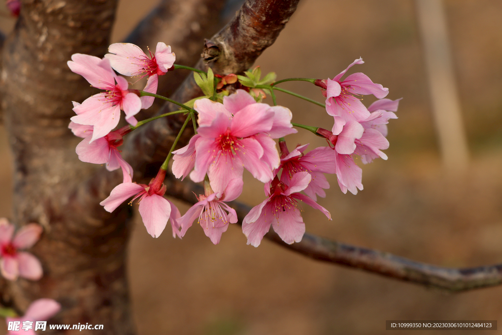 樱花