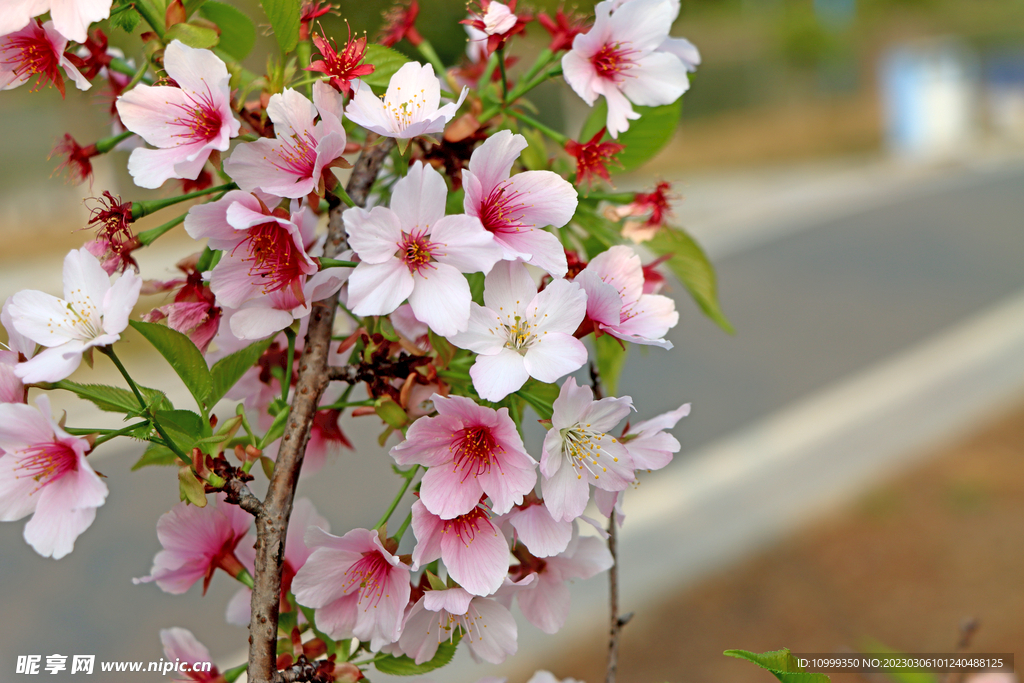 樱花